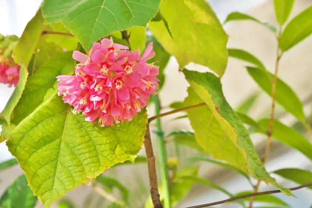 Bunga Dombeya