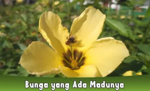 Bunga yang Ada Madunya dan Disukai Oleh Lebah