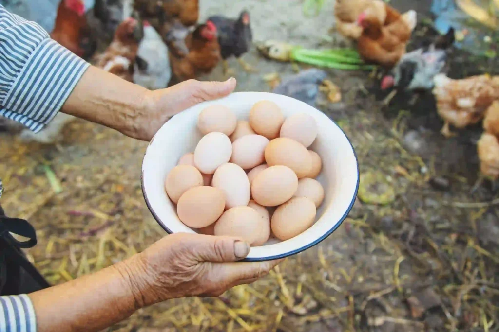 Manfaat Telur Ayam